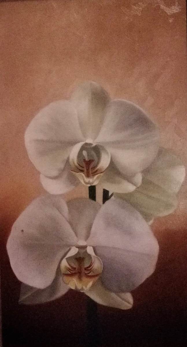 Orchids by Peter Thomas Foster 