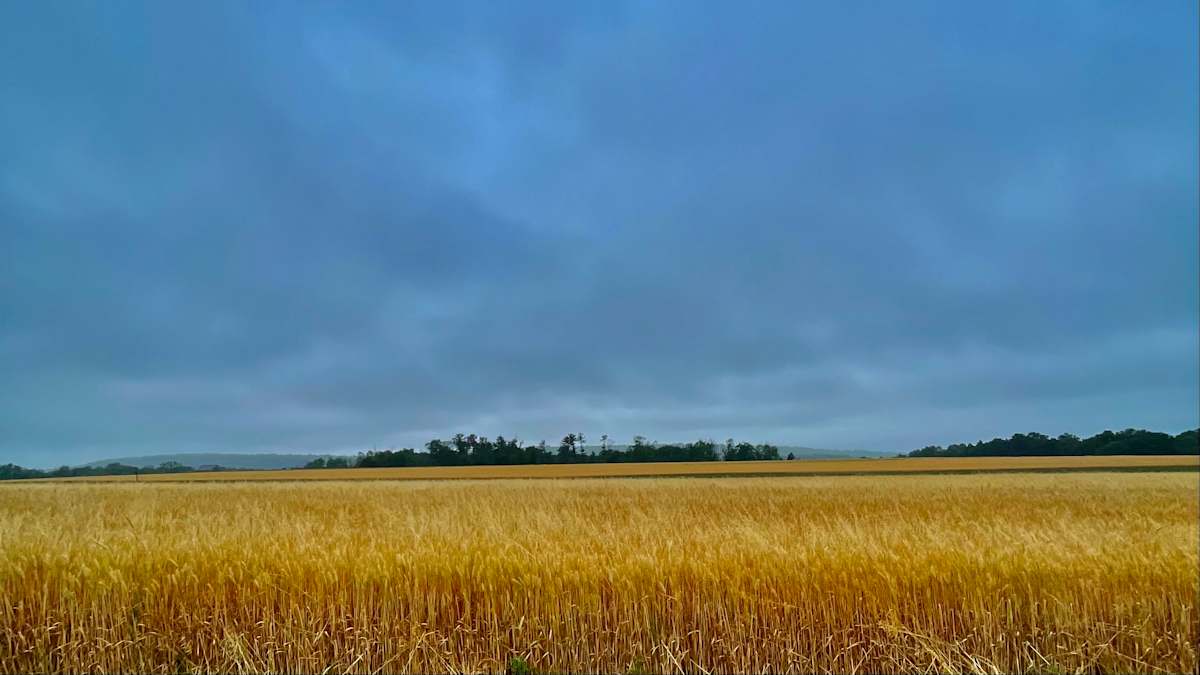 Wheat Field by Alex Damevski 
