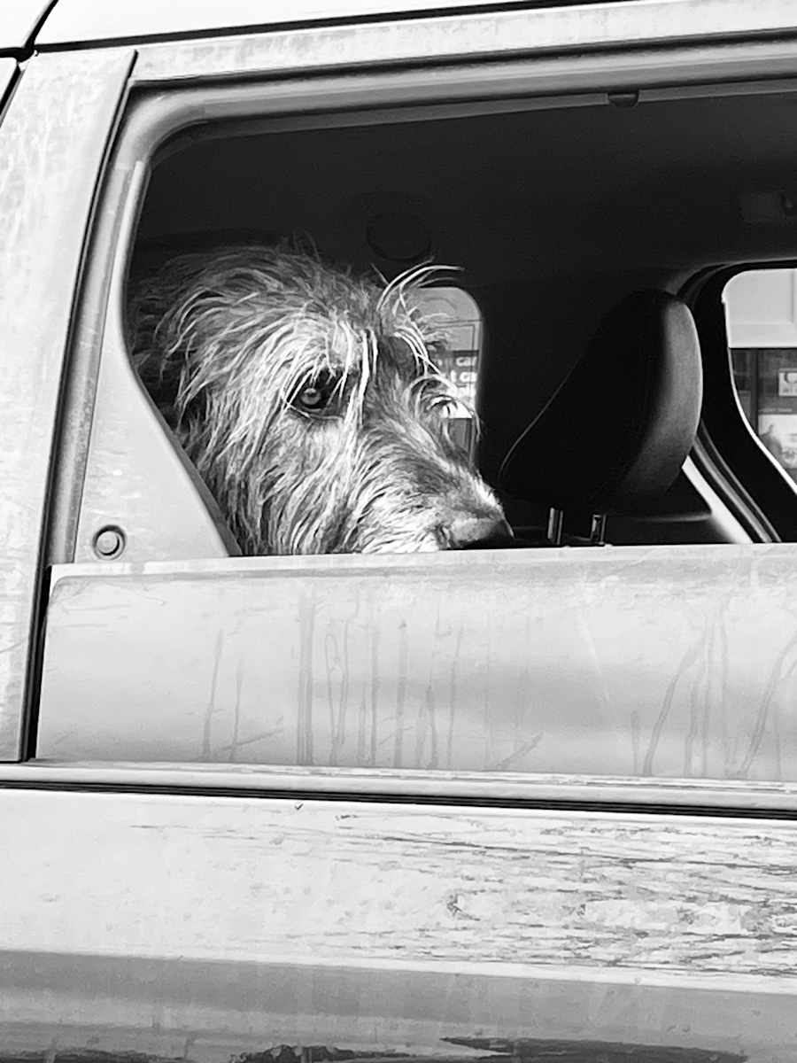 The Passenger by Alex Damevski, Image 12.