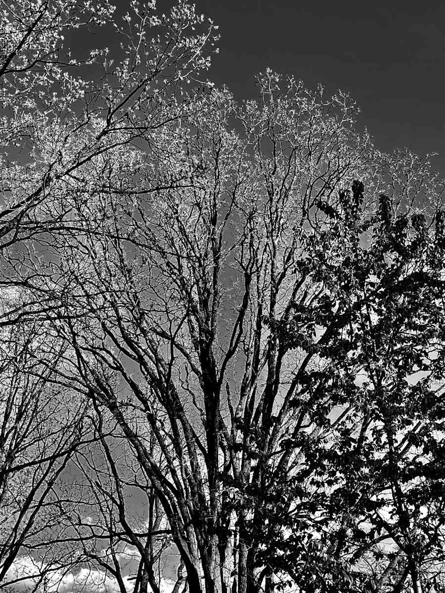 B&W Trees by Alex Damevski, Image 17.
