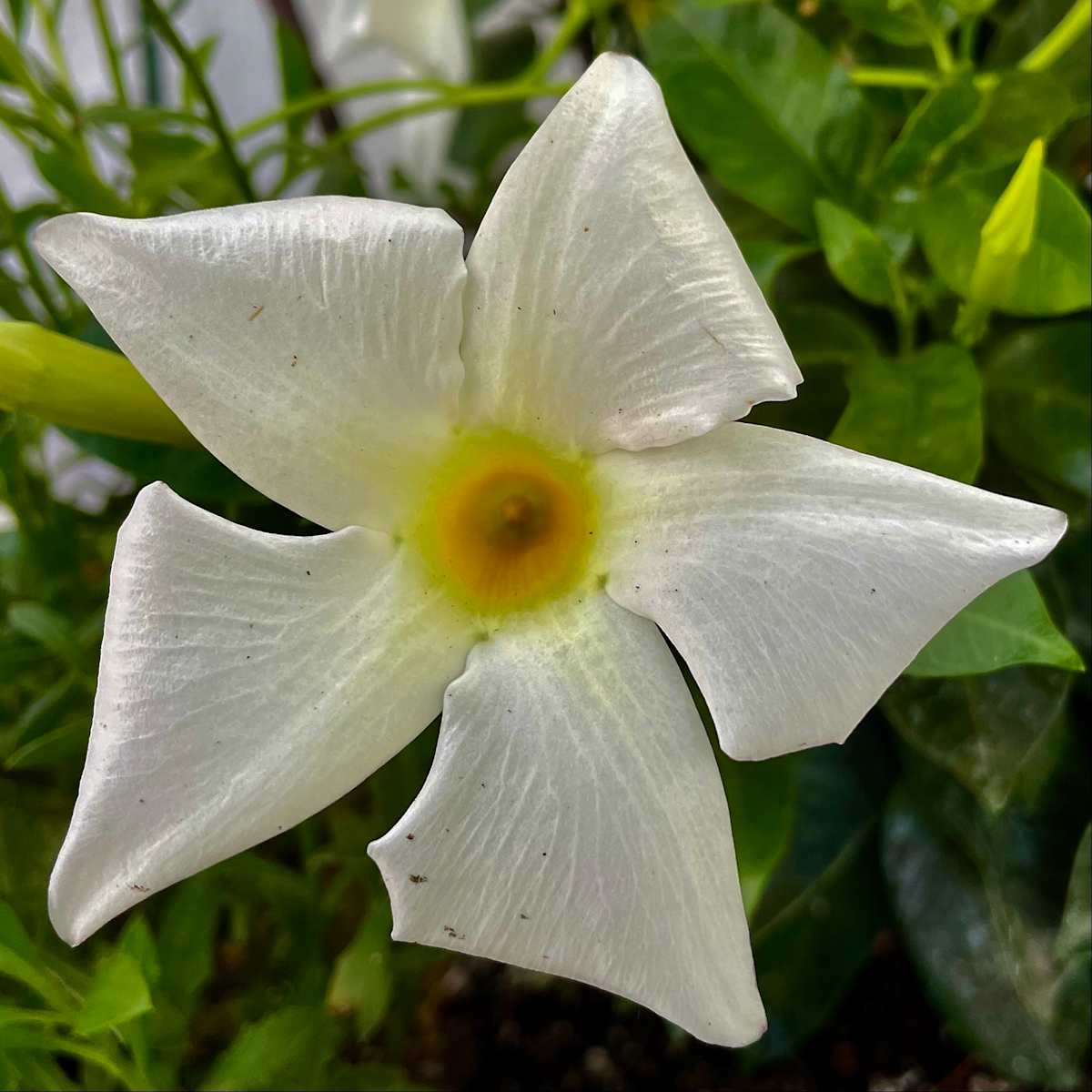 White Flower by Alex Damevski 