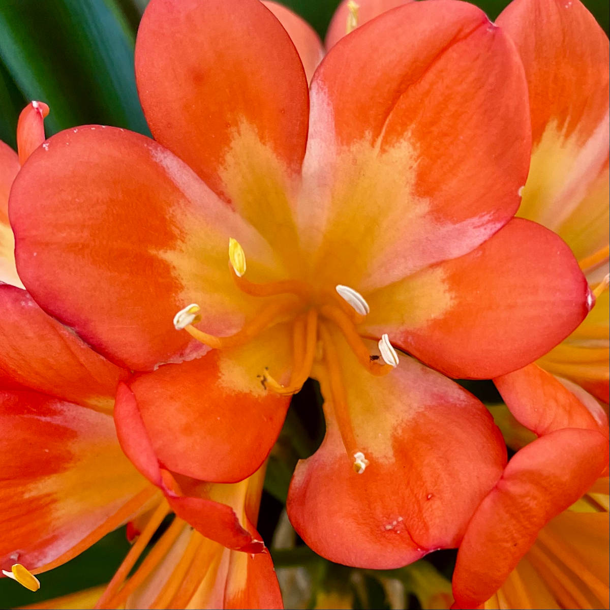 Orange Flower by Alex Damevski 
