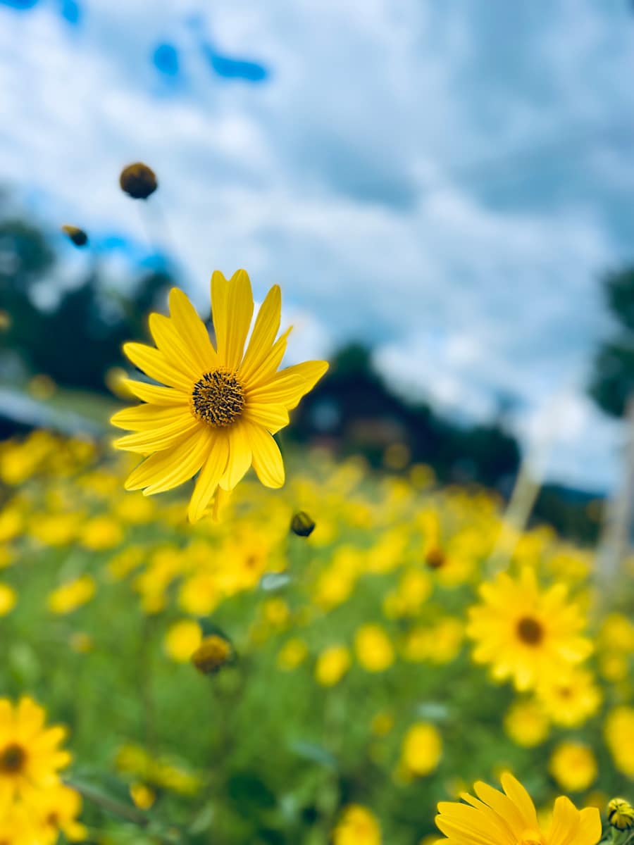 Summer 2 by Alex Damevski, Image 17.