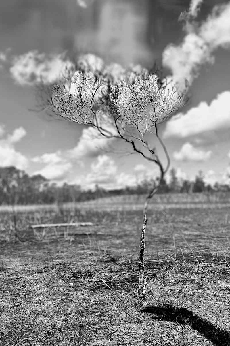Sapling by Alex Damevski, Image 16.
