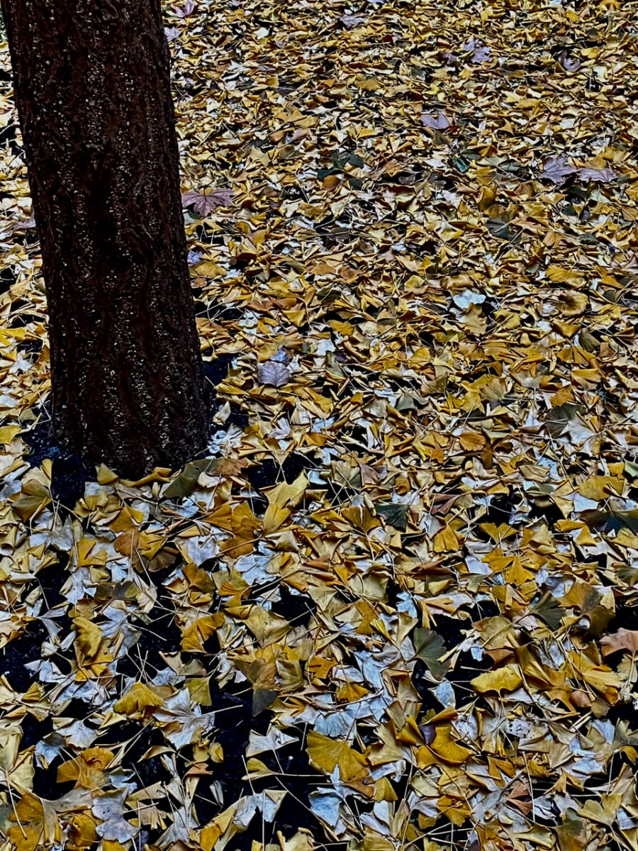 Fallen Leaves by Alex Damevski 