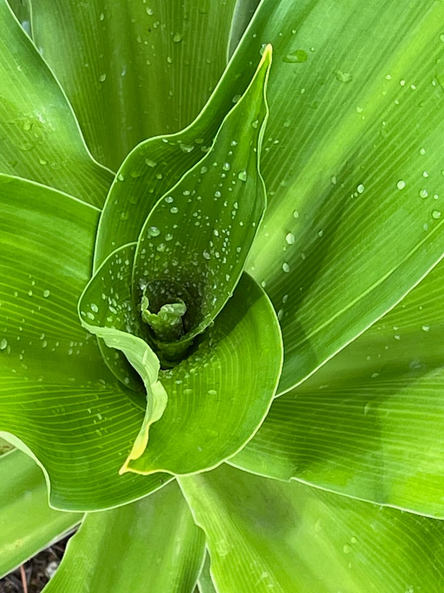 Verdant by Alex Damevski, Image 5.
