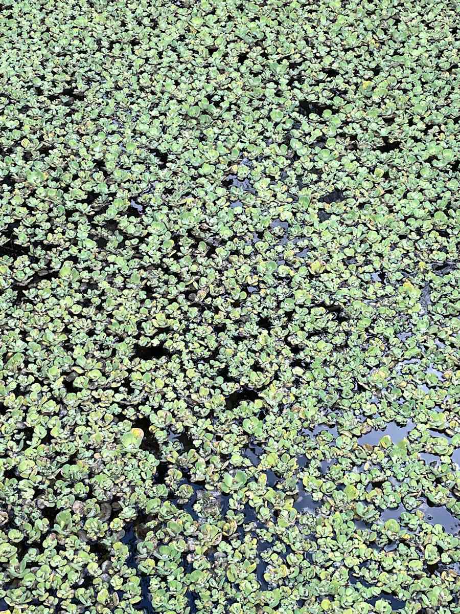 Pond 2 by Alex Damevski 