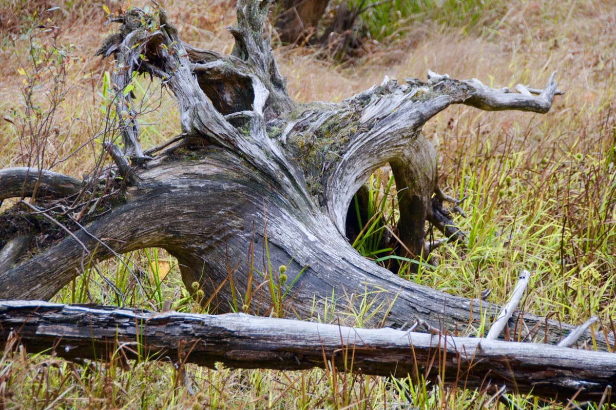 Deadwood by Alex Damevski 