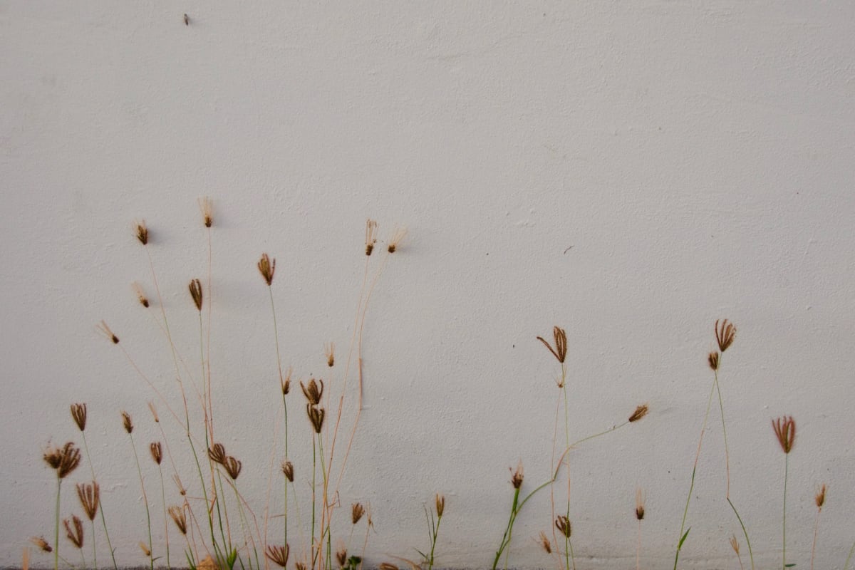 Wall Flowers by Alex Damevski 