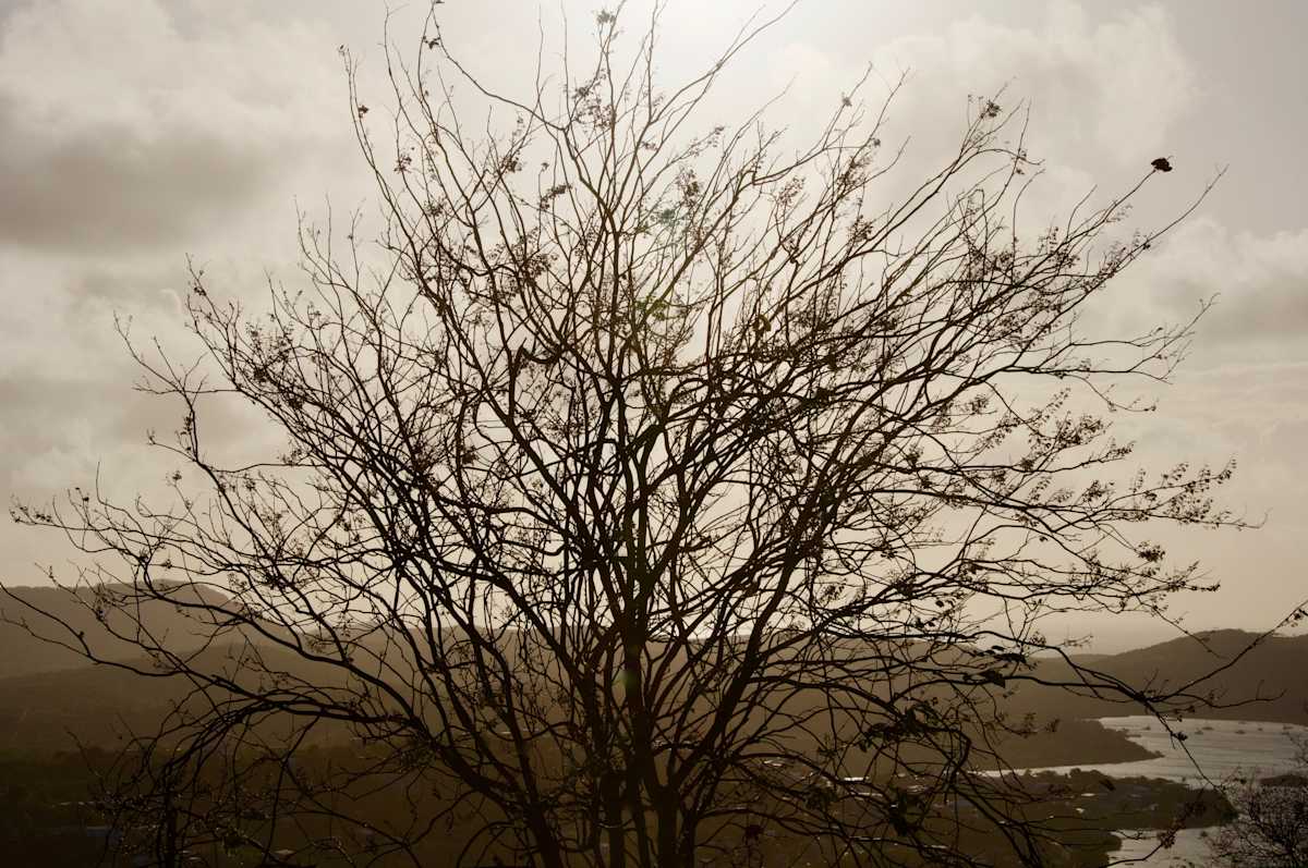Culebra Bush by Alex Damevski, Image 19.