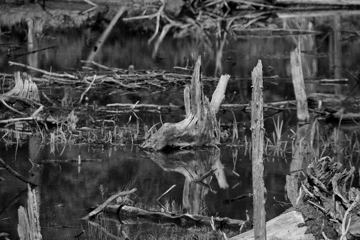 Swamp Wood by Alex Damevski, Image 18.