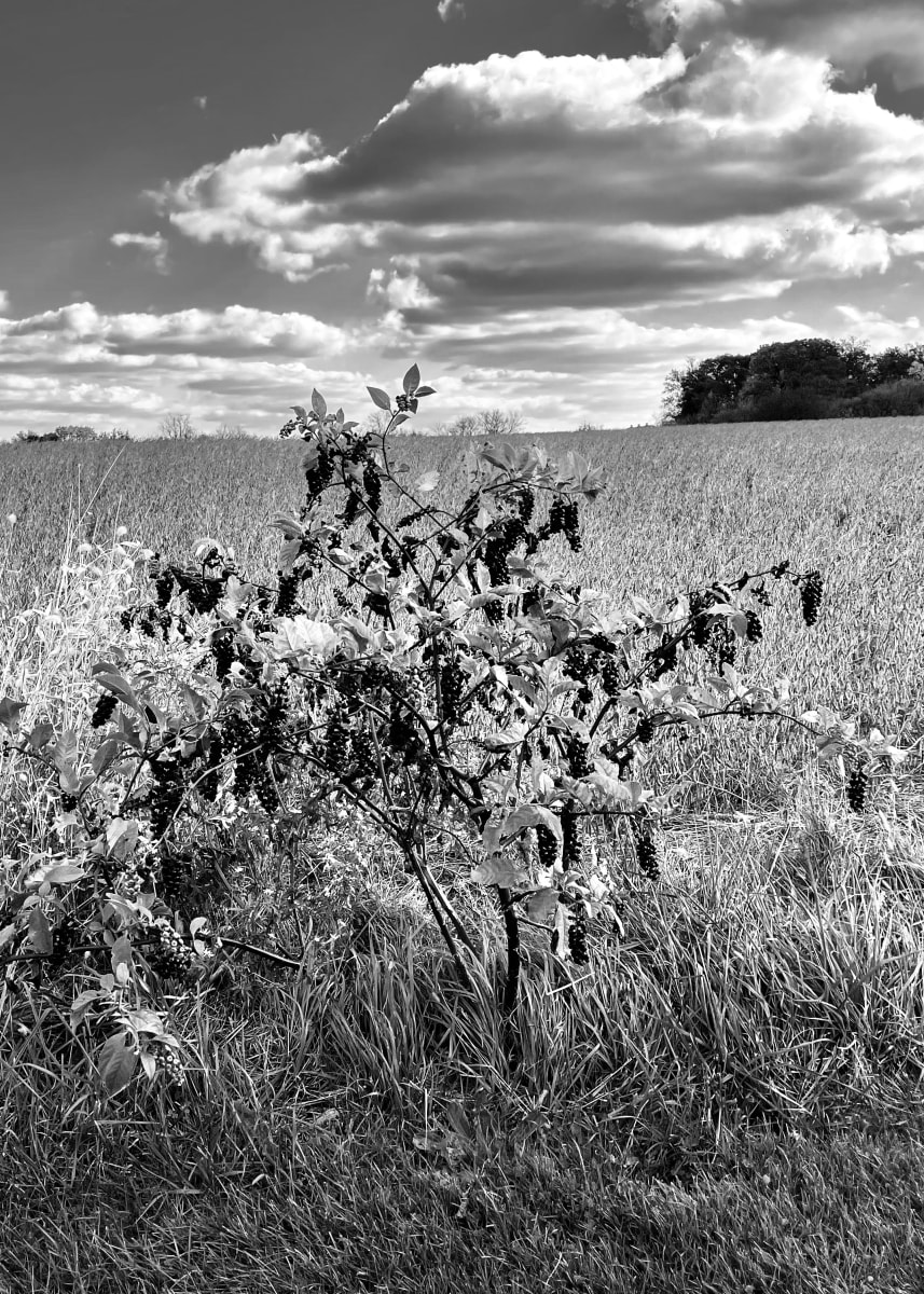 Pokeweed by Alex Damevski, Image 1.