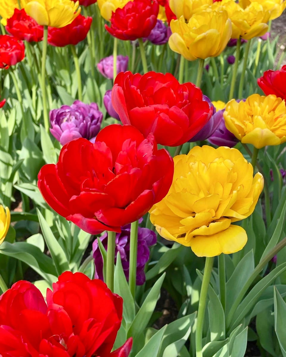 Tulips by Alex Damevski 