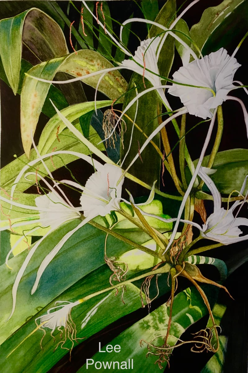 Spider Lillies by Lee Eastman 