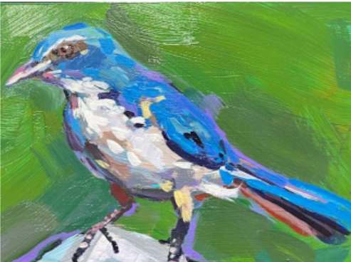 Scrub Jay (copy) by Laura Green 