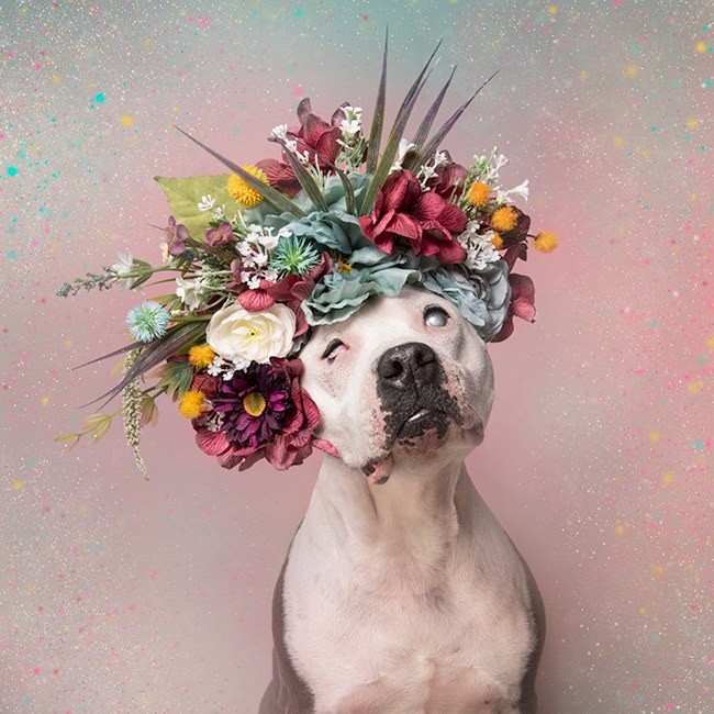 Halo by Sophie Gamand, Image 1.