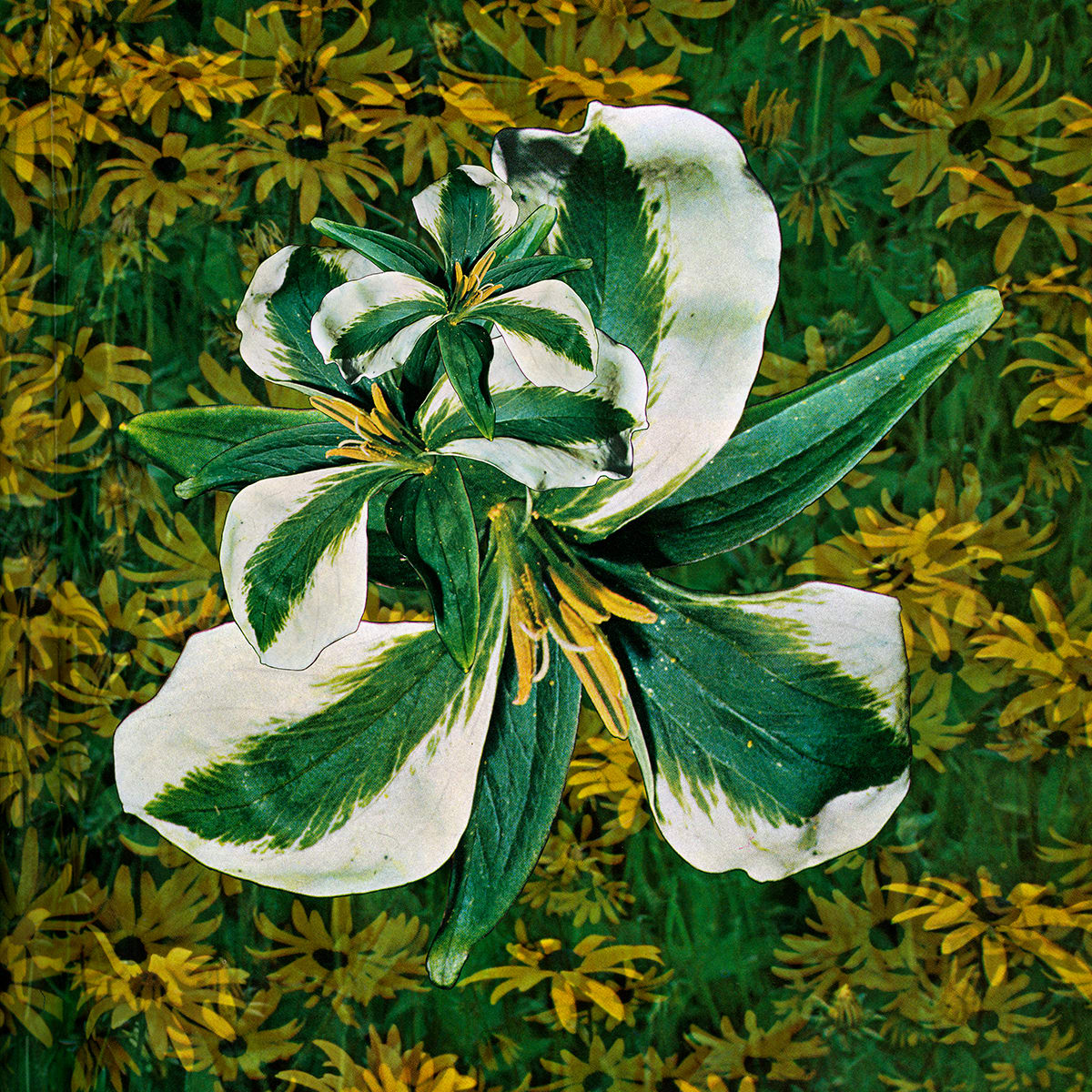 Trumpet Trumpet 02 by Laura Kay Keeling, Image 1.