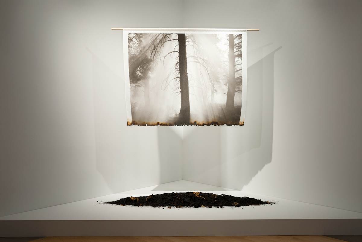 The Impermanence of Forests by Bryan David Griffith, Image 1.