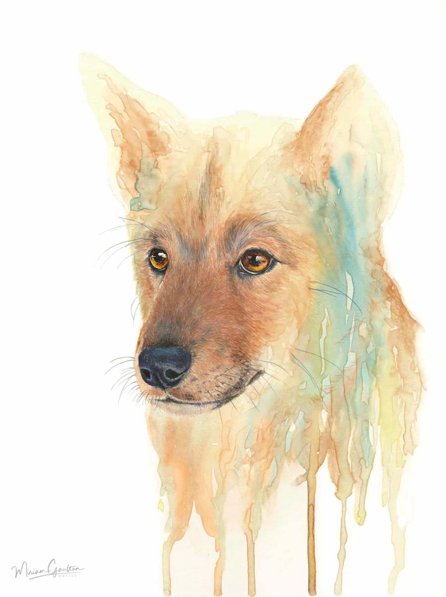 Dingo by Miriam Gaulton 