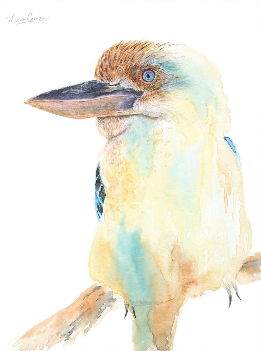Kookaburra by Miriam Gaulton, Image 1.