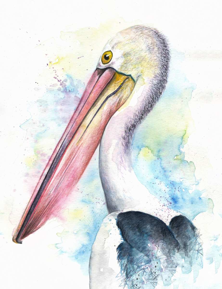 Pelican by Miriam Gaulton, Image 1.