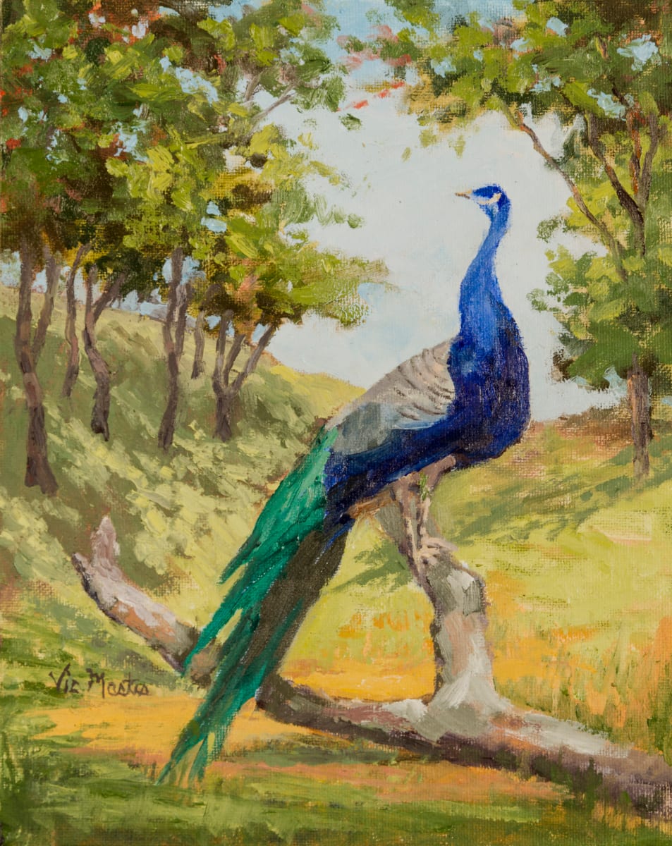 Sitting Pretty by Vic Mastis  Image: I went to a friends animal farm.  This beautiful bird was just sitting on a dead limb.  She looked so proud!