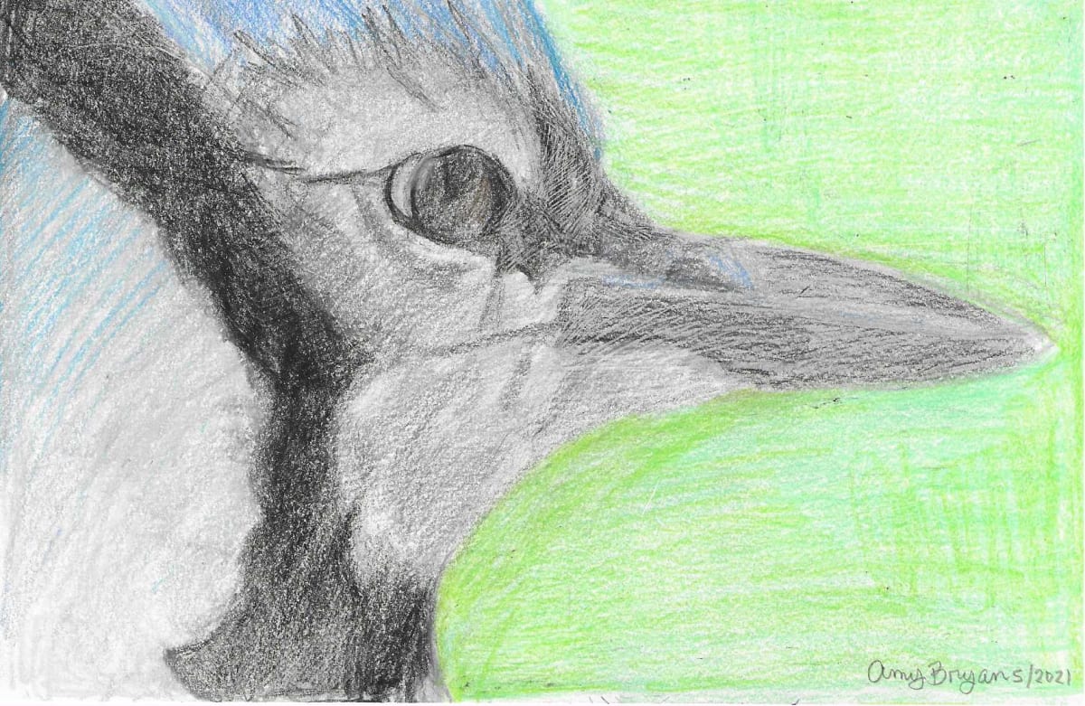 Blue Jay Side View Portrait (Drawing) by Amy Bryan 