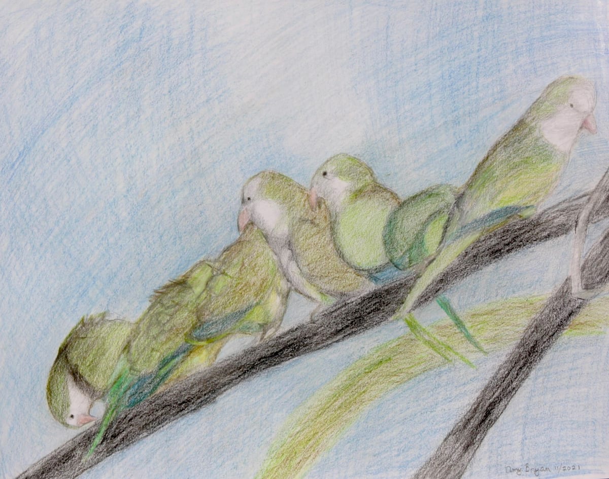 Monk Parakeets on a Wire by Amy Bryan 