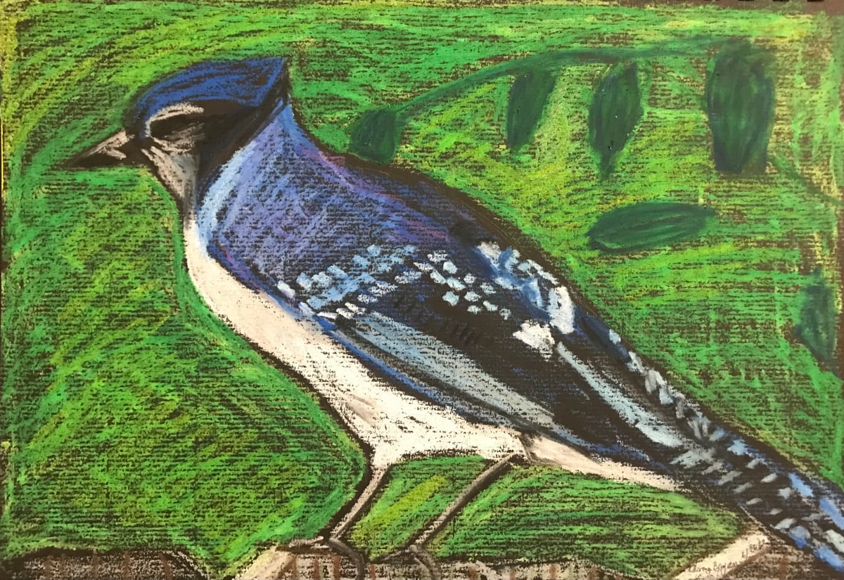 Blue Jay Side View by Amy Bryan 