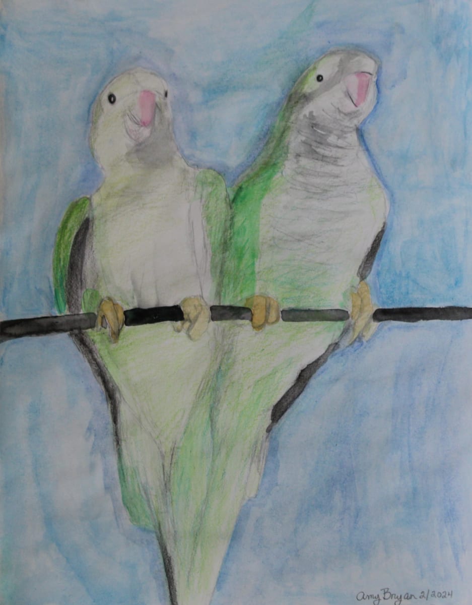 Monk Parakeet Love Birds by Amy Bryan  Image: Watercolor pencils, 9”x12”, 2-2024