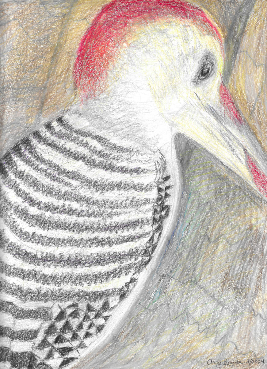 Red-bellied Woodpecker by Amy Bryan  Image: Colored pencils, 9"x12", 2-2024