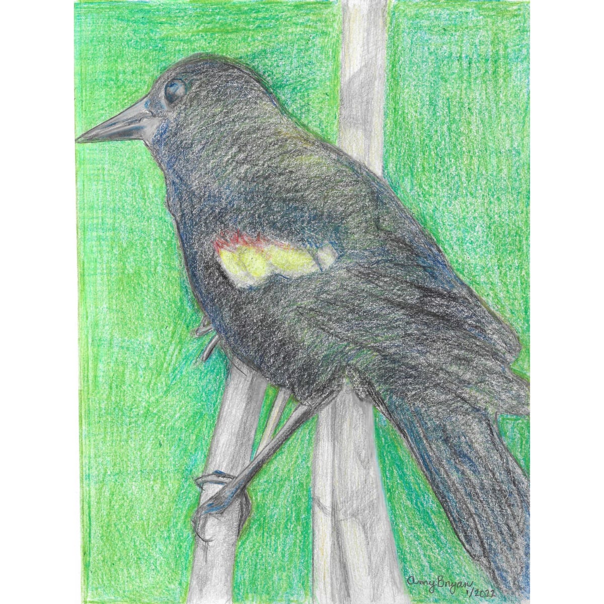 Red-winged Blackbird by Amy Bryan 