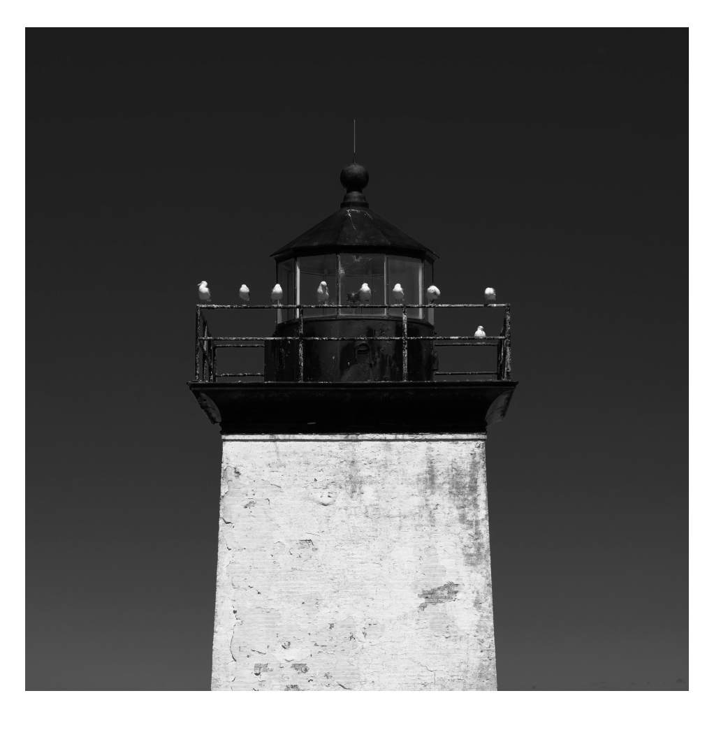 8.5 Gulls by Artnova Gallery, Image 1.