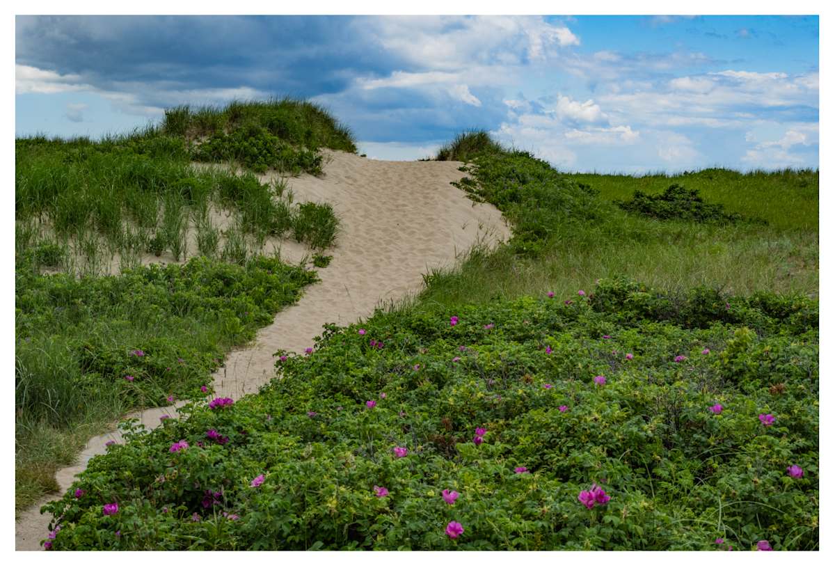 Bayside Rugosa by Artnova Gallery, Image 1.