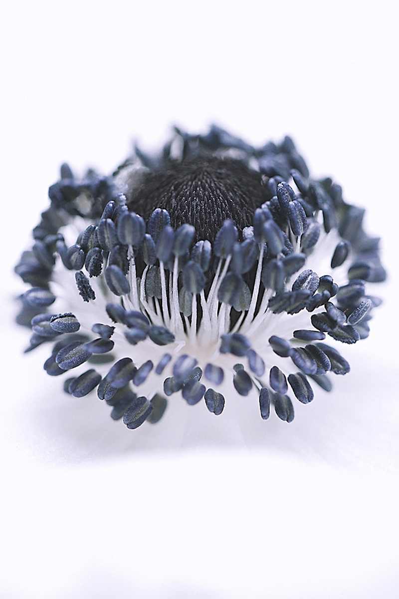 Nature's Contrast by Artnova Gallery  Image: Nature's Contrast