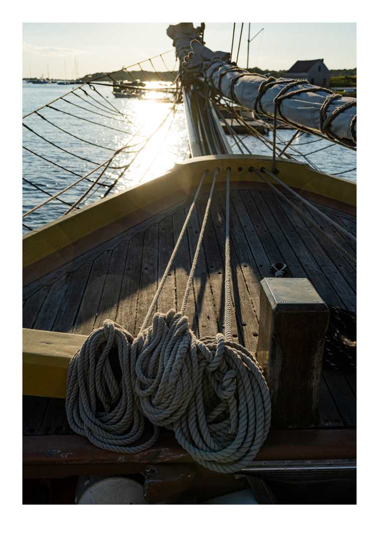Lynx Bow by Artnova Gallery, Image 1.