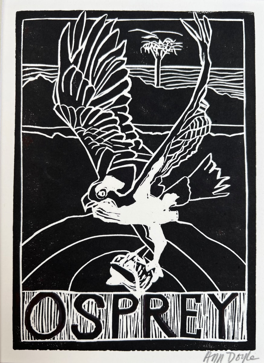 Osprey by Artnova Gallery 