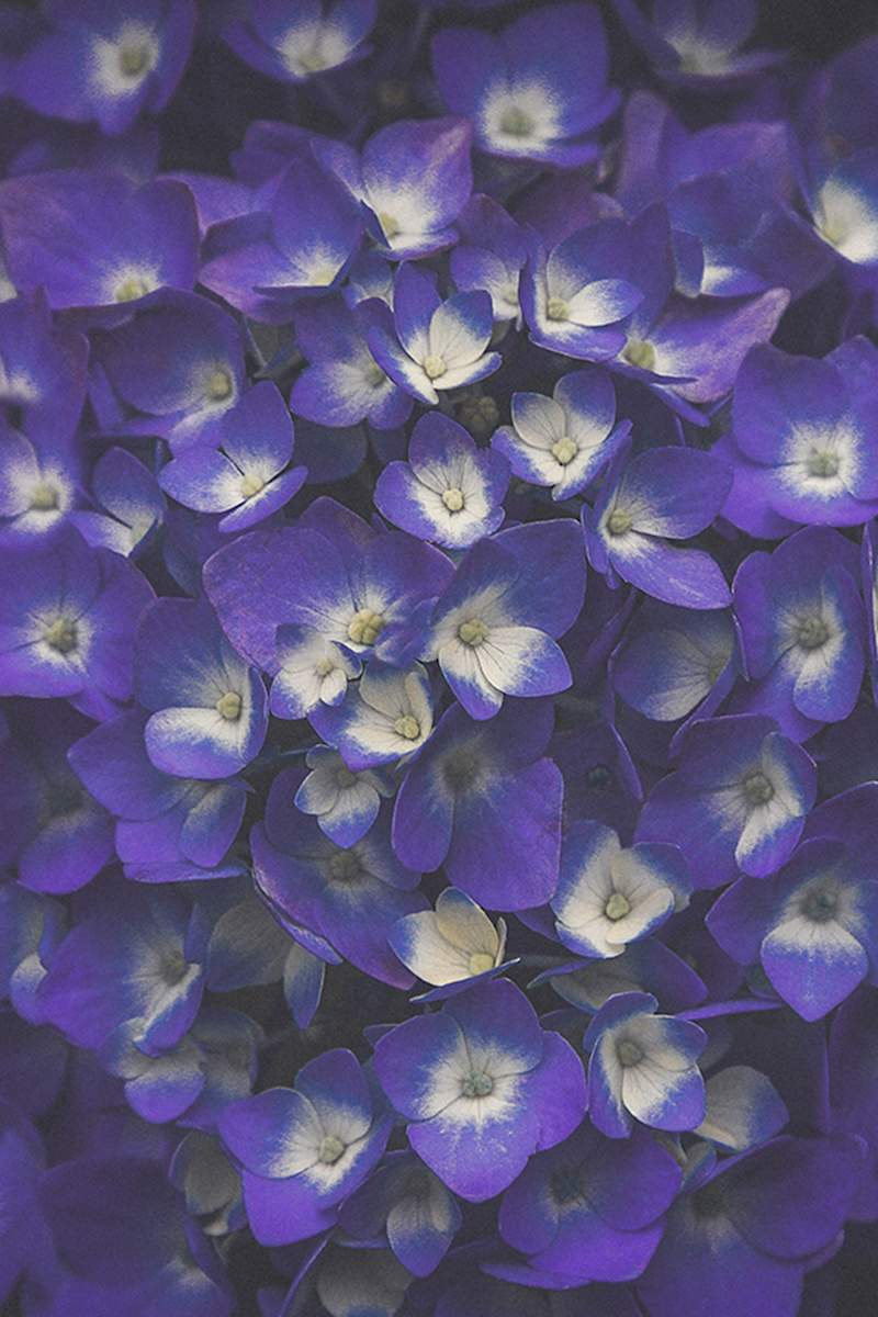Pure Joy by Artnova Gallery 