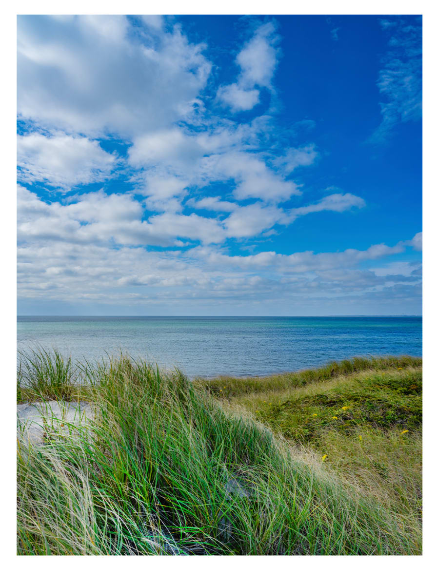 Goldenrod at Ryder Beach by Artnova Gallery 