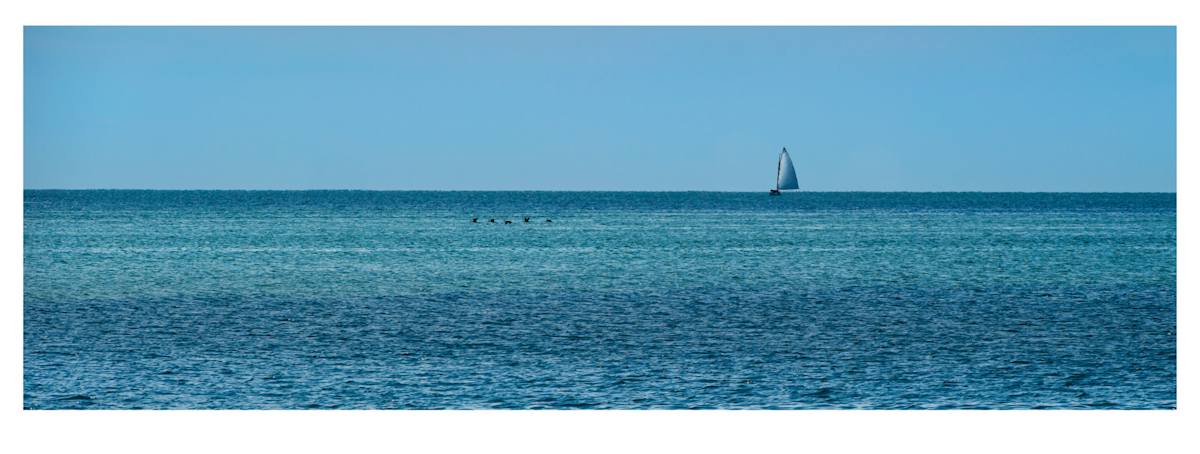 Catboat and Cormorants by Artnova Gallery 