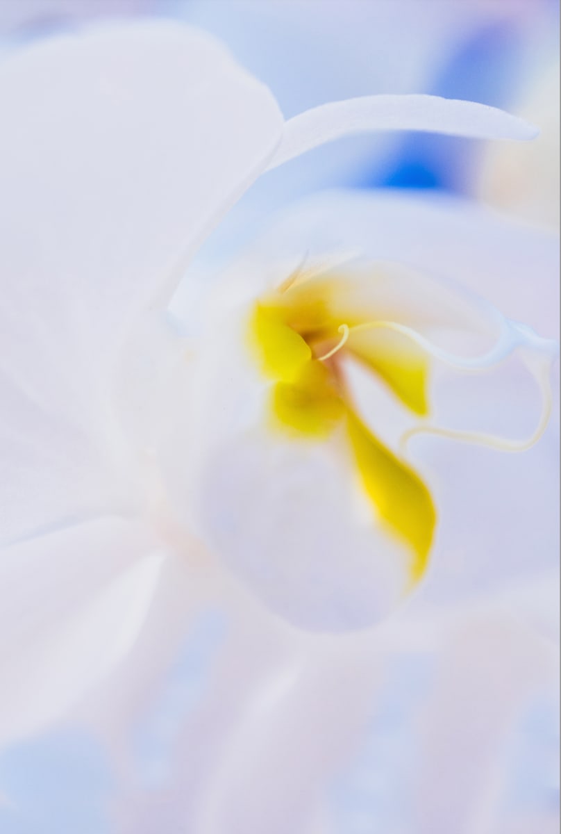 Splash (Orchid) by Artnova Gallery & Salt Studio 