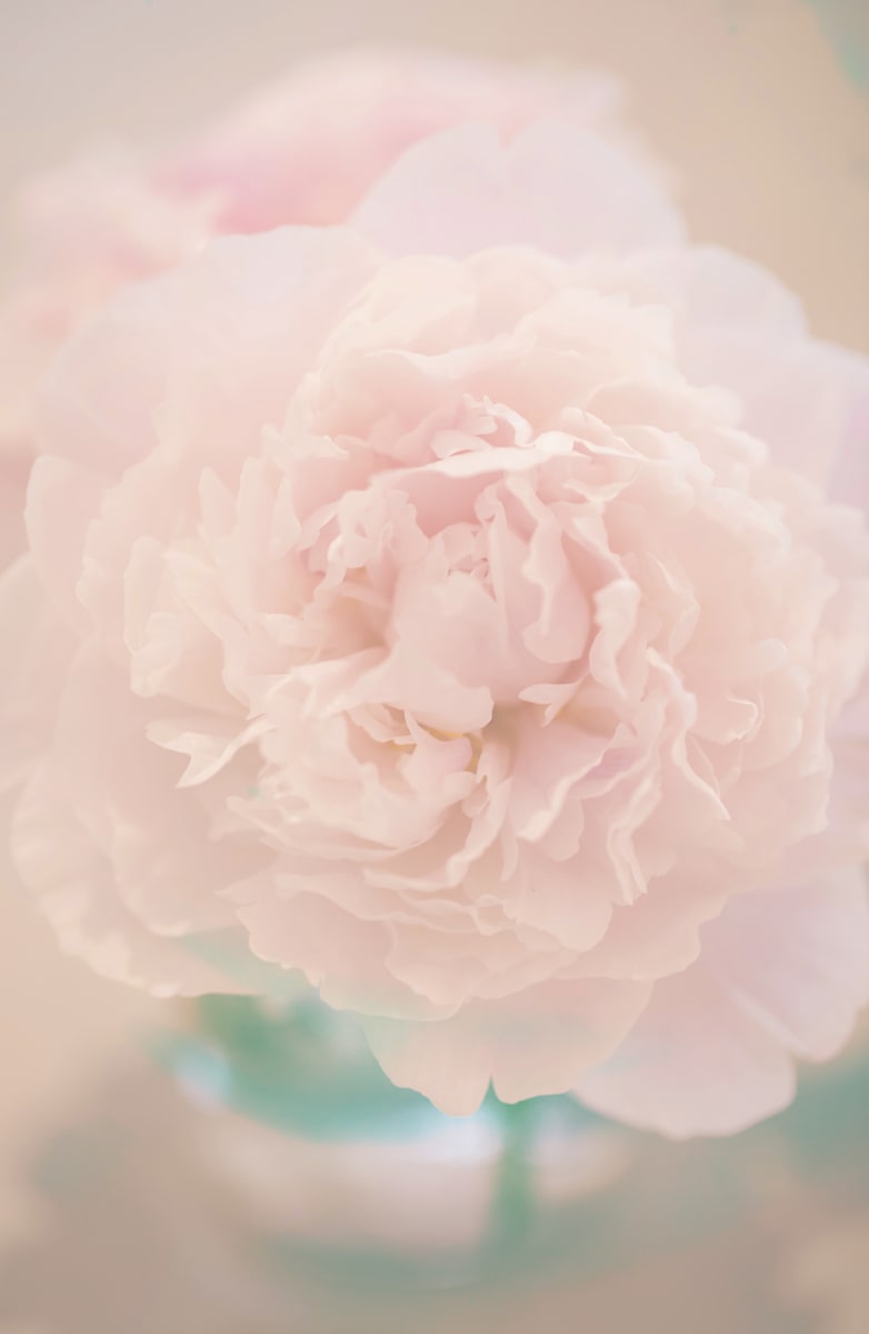 Soft Pink (Peony) by Artnova Gallery & Salt Studio 