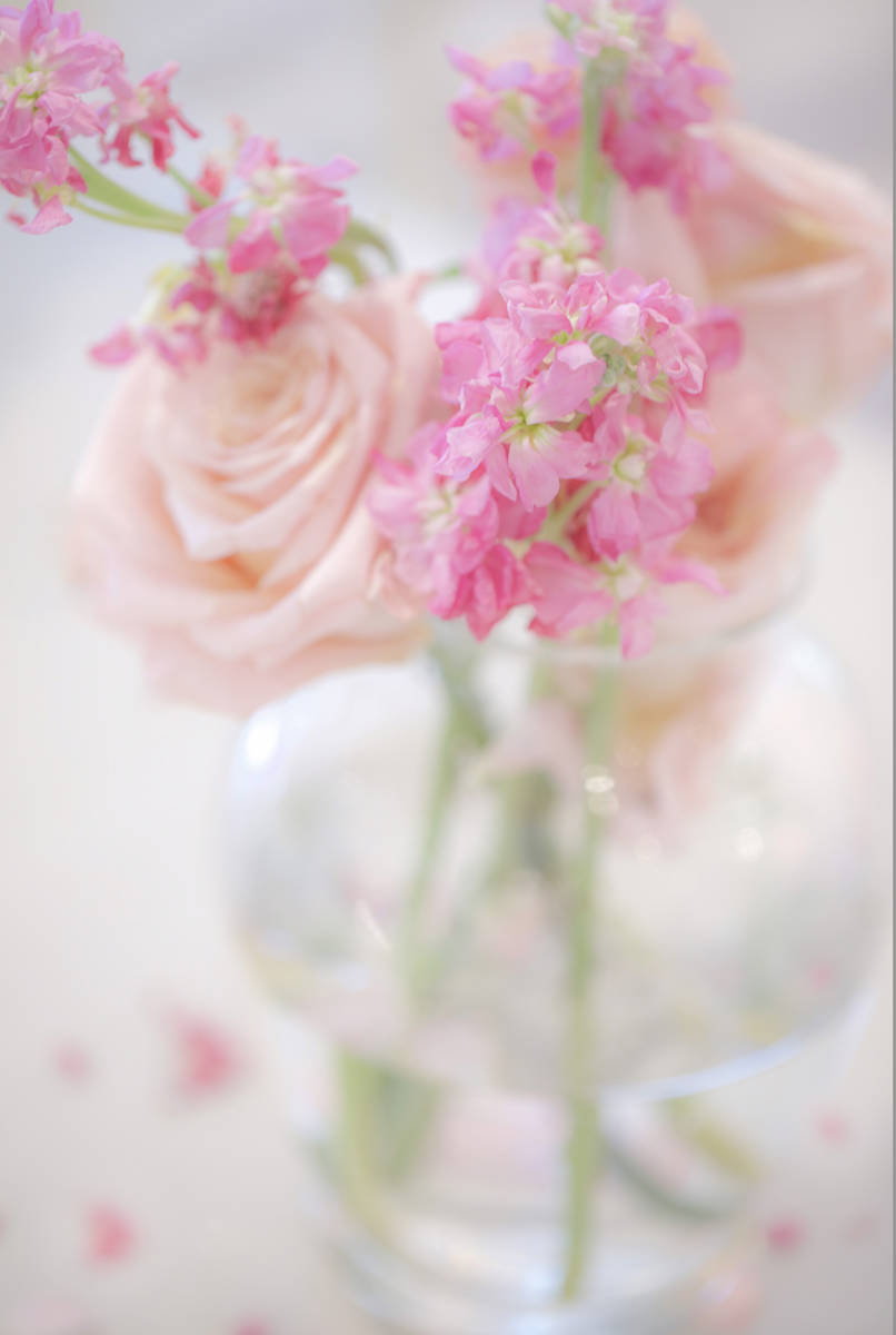 Feeling Pink by Artnova Gallery & Salt Studio 