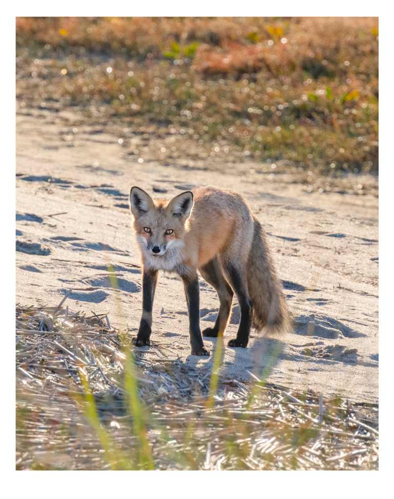 Red Fox at the Marsh by Artnova Gallery & Salt Studio 