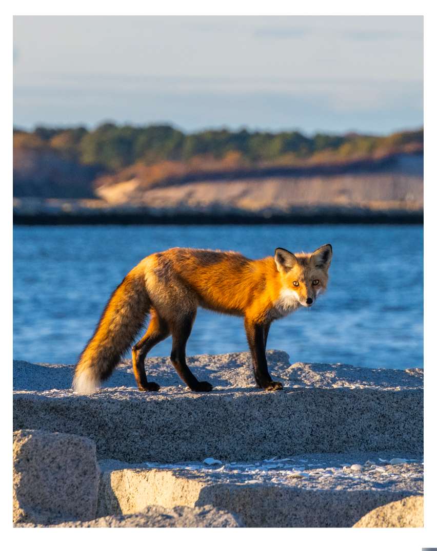 Red Fox, Wood End by Artnova Gallery & Salt Studio 