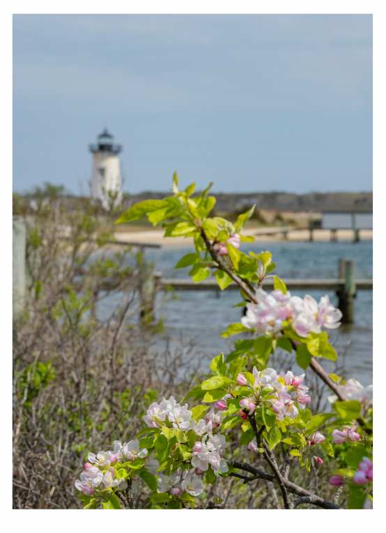 Edgartown Crabapple by Artnova Gallery & Salt Studio, Image 1.