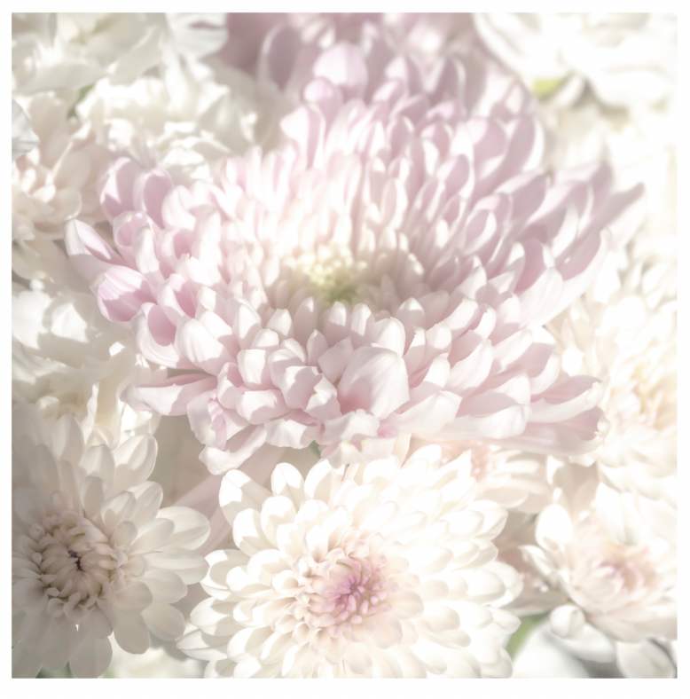 Blush by Artnova Gallery & Salt Studio, Image 1.