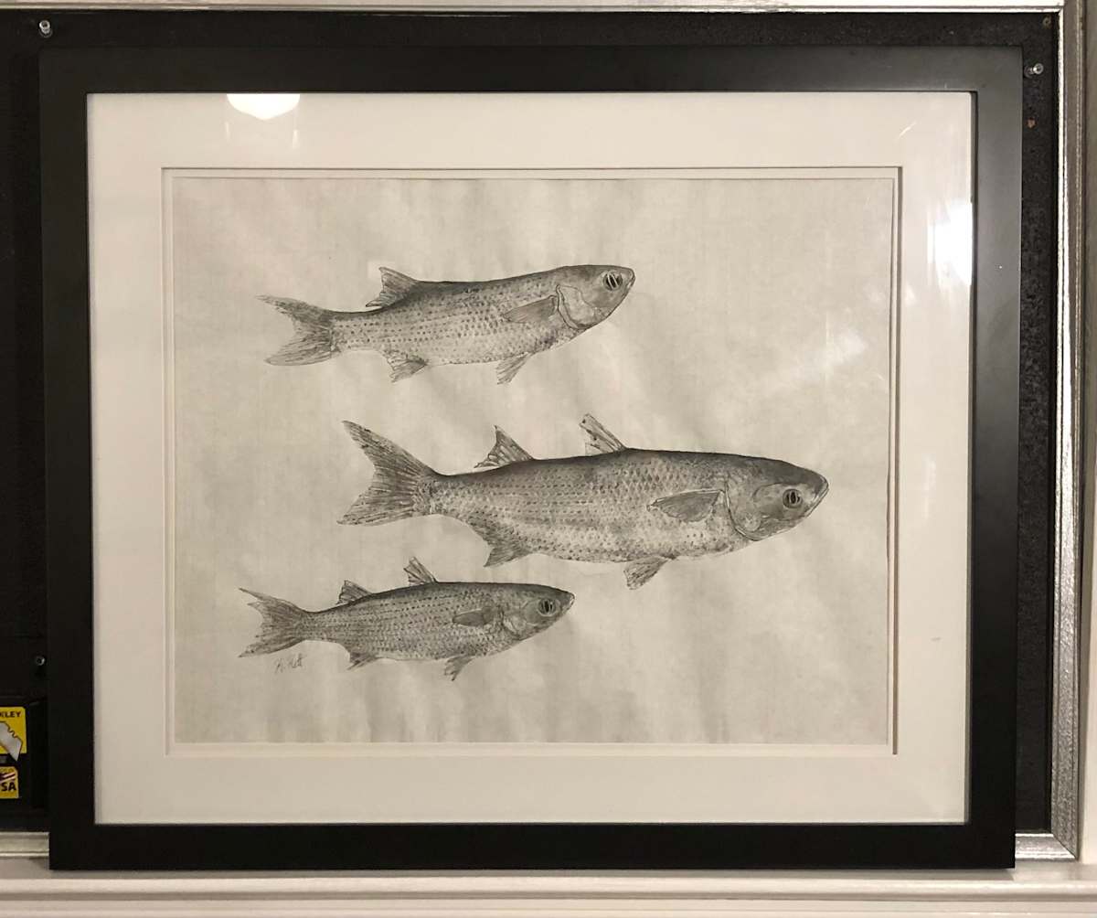 Striped Mullet Composition, Image 1.