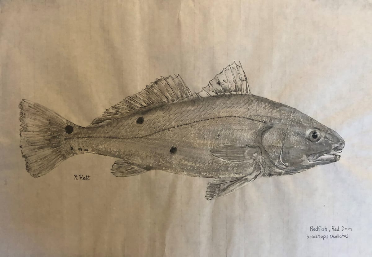 Red Drum I, Image 1.