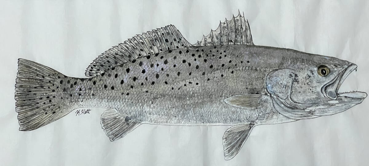 Speckled Sea Trout by Kaylee Hettenbaugh 
